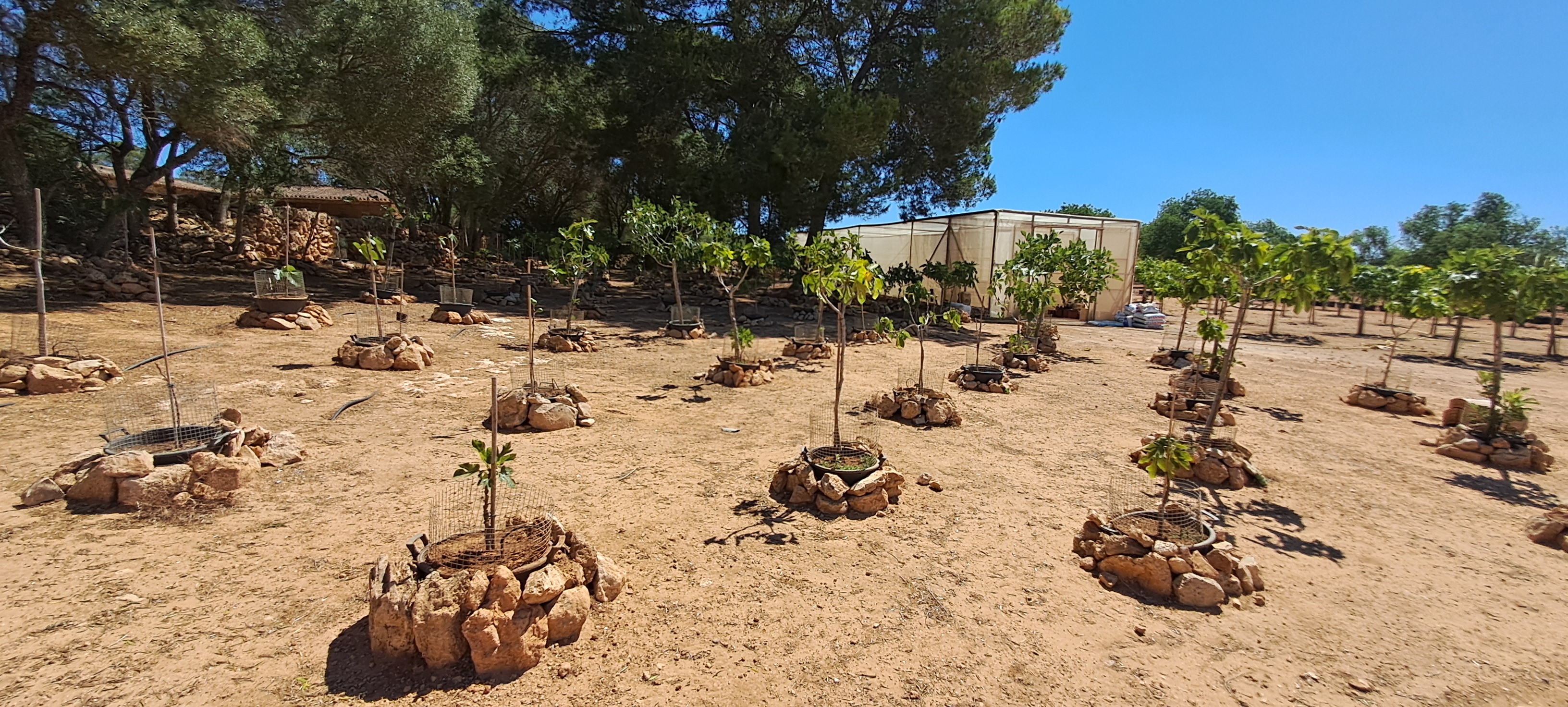 1783272832_76_figueres_i_figues.jpg Imatge per al bloc 9