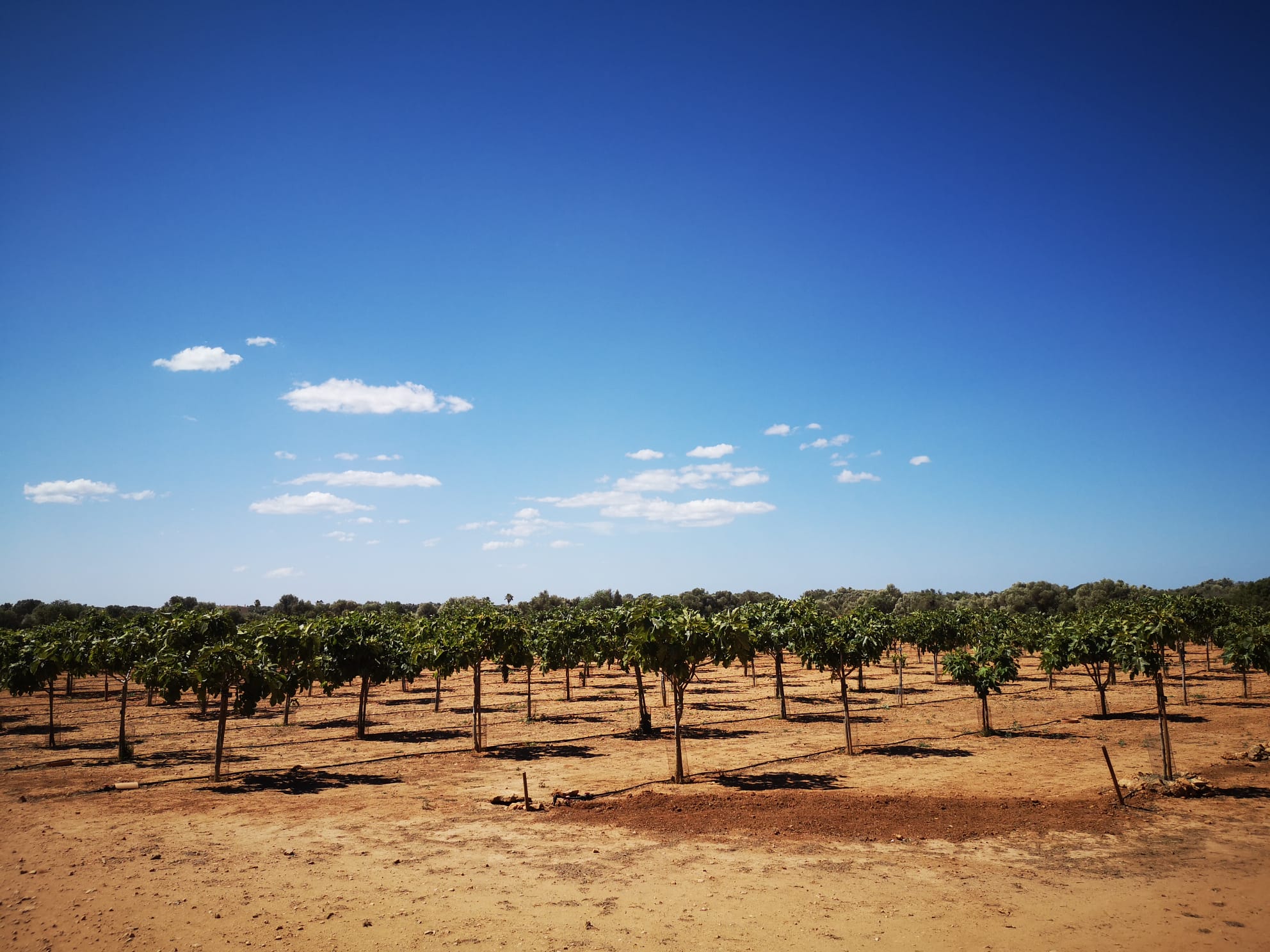 1783272832_76_figueres_i_figues.jpg Imatge per al bloc 6