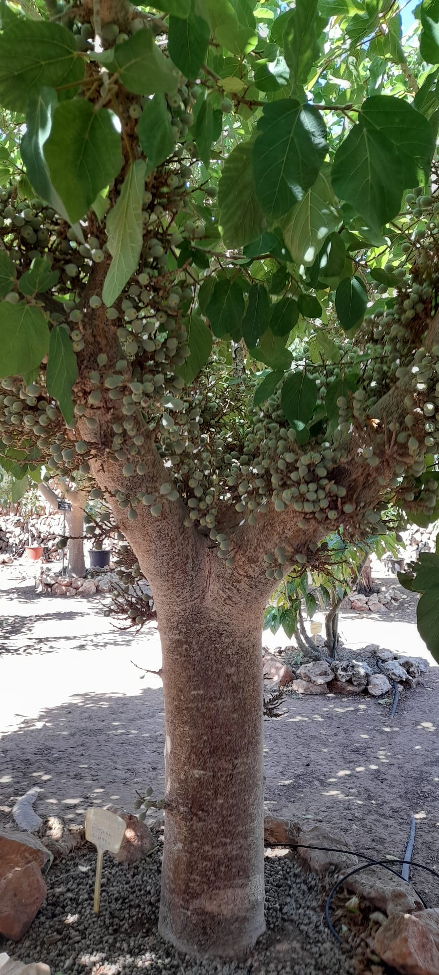 1783272832_76_figueres_i_figues.jpg Imatge per al bloc 5